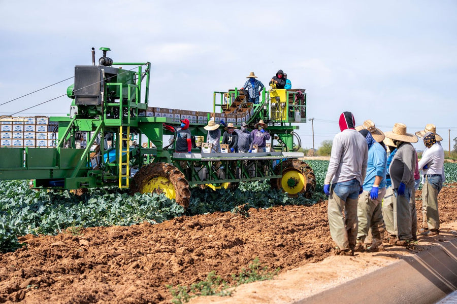 Cuadrilla de cosecha con maquinaria en un cultivo